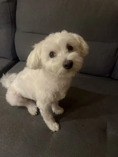 Mini Pati Yıka - Pet Kuaför fotoğraf 5
