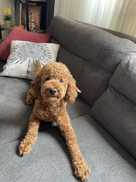 Pakize Pet Kuaförü fotoğraf 4