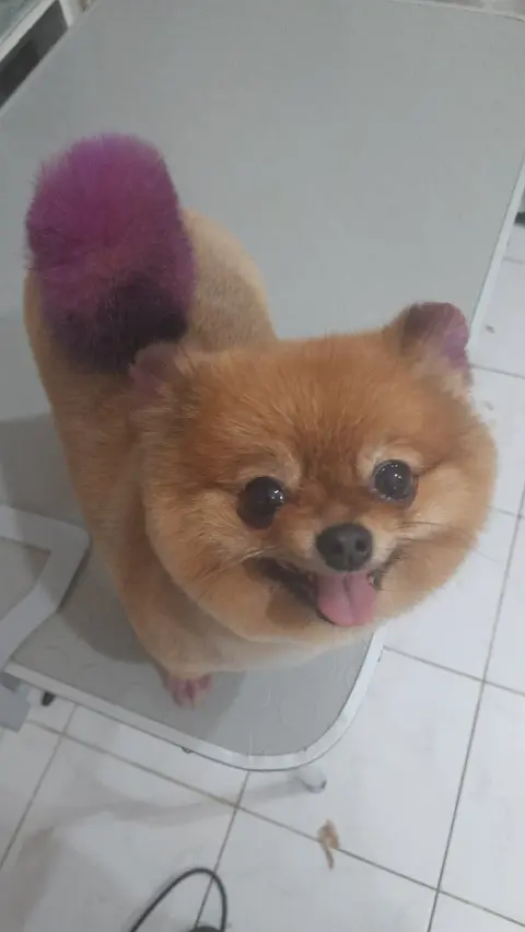 JİJİ PET KUAFÖR&SPA&STORE fotoğraf 3