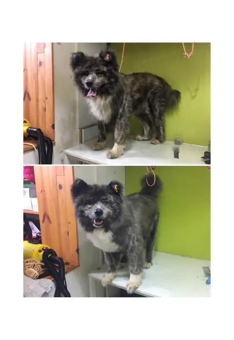 bubi petshop ve Kuaför fotoğraf 3