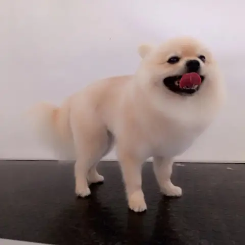 MİNİK PATİ PET KUAFÖR (GAZİANTEP KEDİ&KÖPEK TRAŞI) fotoğraf 4