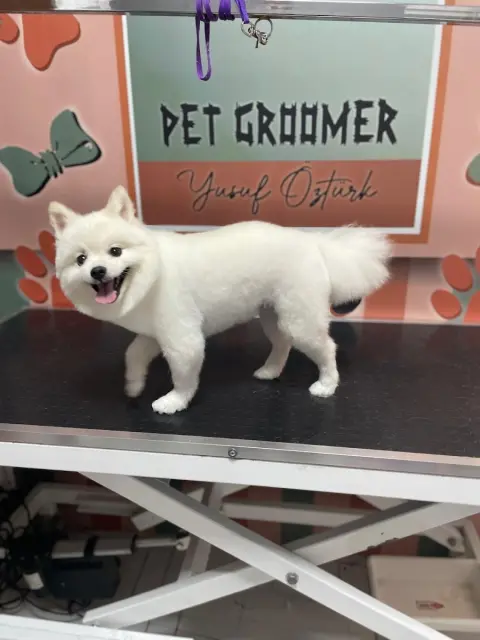 MİNİK PATİ PET KUAFÖR (GAZİANTEP KEDİ&KÖPEK TRAŞI) fotoğraf 5