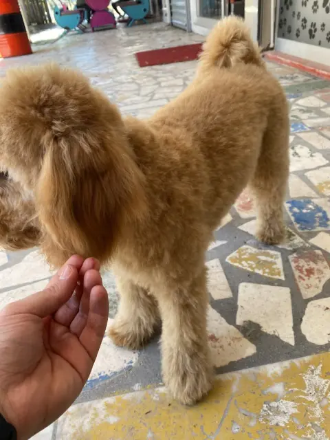 MIHAV Pet Otel & Kuaför fotoğraf 2