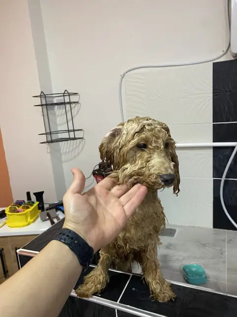 MIHAV Pet Otel & Kuaför fotoğraf 3