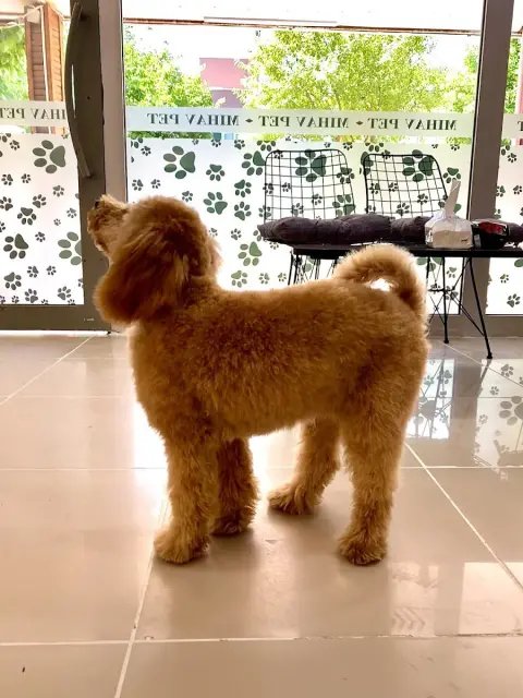MIHAV Pet Otel & Kuaför fotoğraf 5