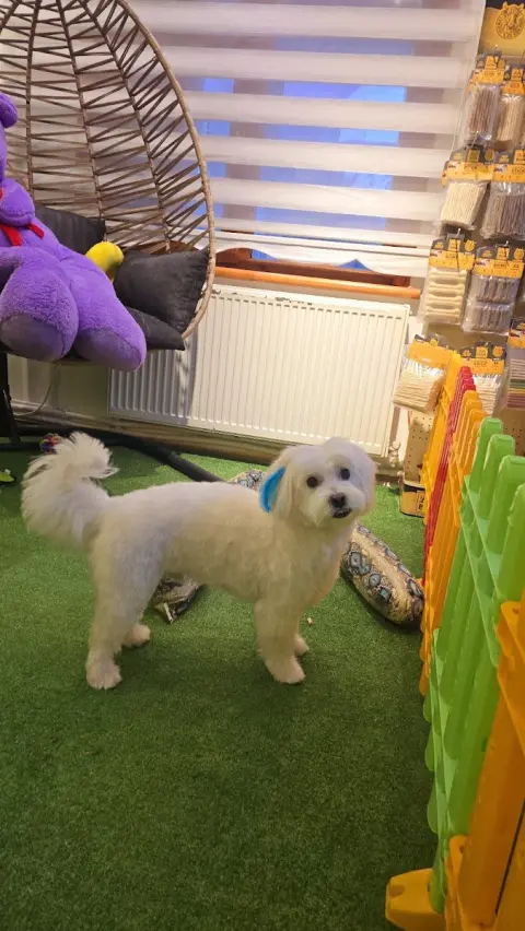 Lucky Paws Pet Otel & Pet Kuaför & Pet Shop fotoğraf 5