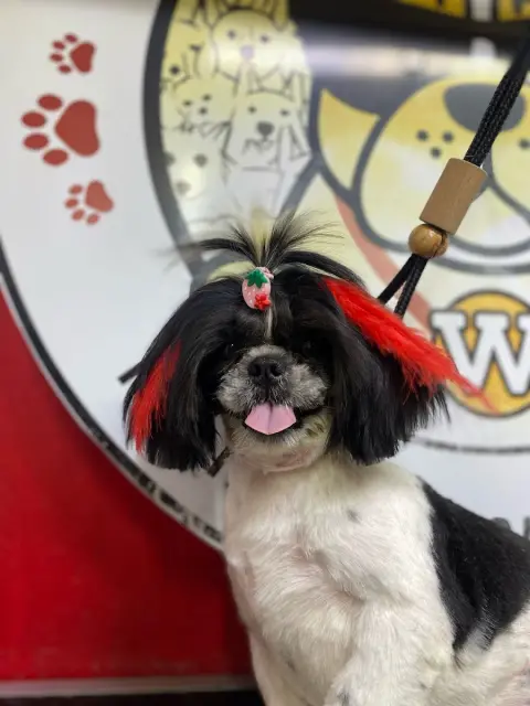 Pet Kuaför İlayda Tağrap fotoğraf 4
