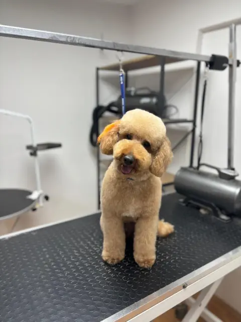 Pet Kuaför İlayda Tağrap fotoğraf 5