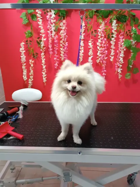 Zuzu Pet Kuaför - Diyarbakır Pet Kuaför fotoğraf 2