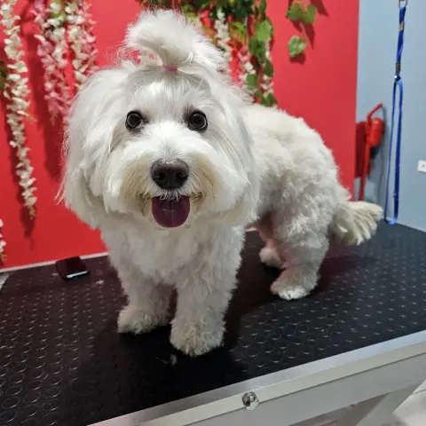 Zuzu Pet Kuaför - Diyarbakır Pet Kuaför fotoğraf 3