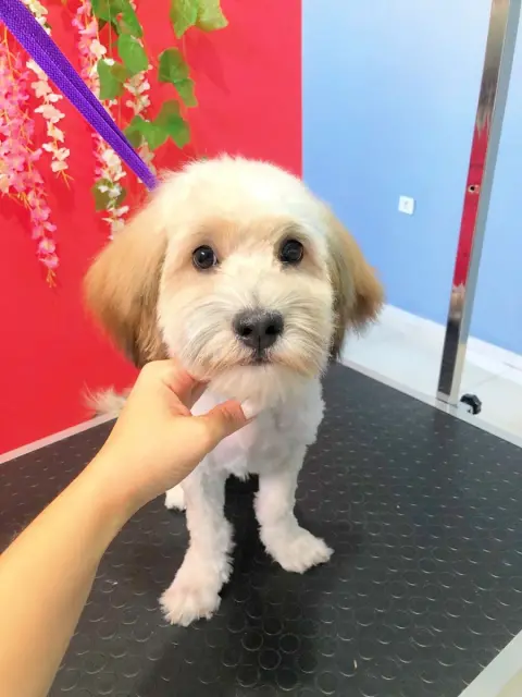 Zuzu Pet Kuaför - Diyarbakır Pet Kuaför fotoğraf 4