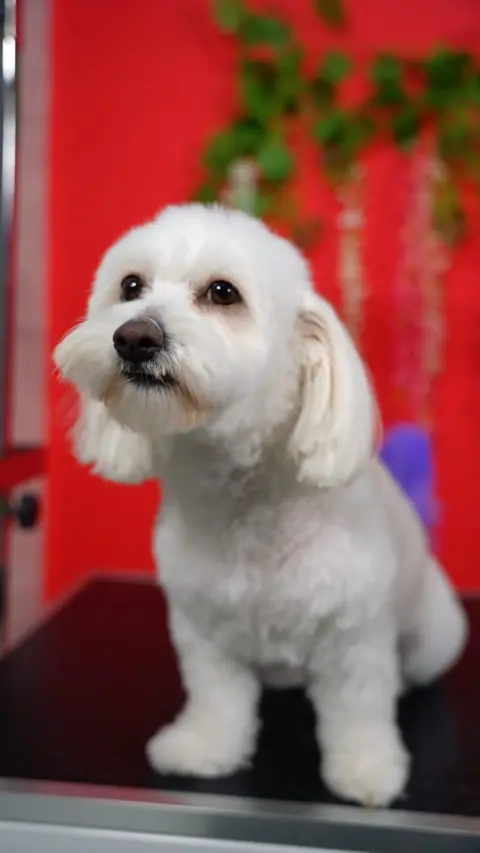 Zuzu Pet Kuaför - Diyarbakır Pet Kuaför fotoğraf 5
