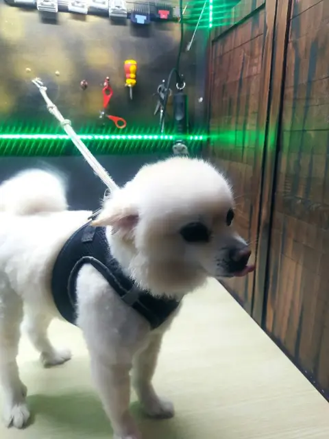 Sevimli pet Kuaför fotoğraf 3