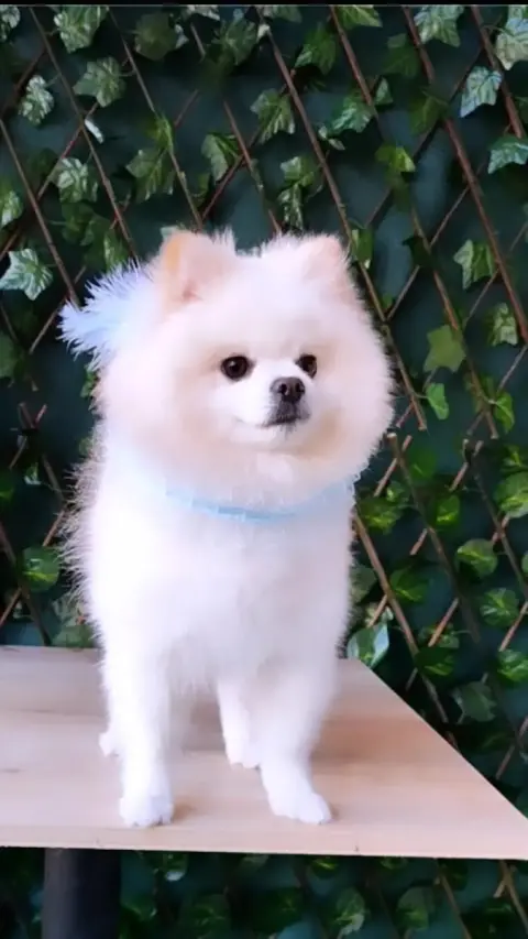 Sweet Pet Kuaförü ve Pet Kuaför Okulu fotoğraf 2