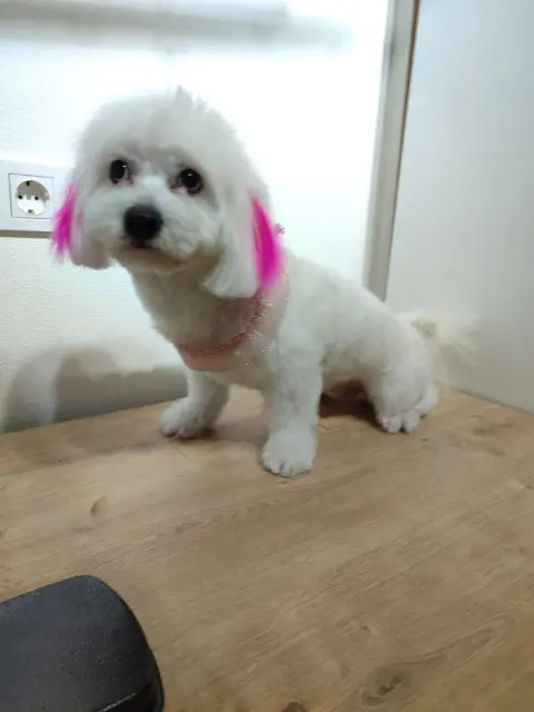 Sweet Pet Kuaförü ve Pet Kuaför Okulu fotoğraf 3