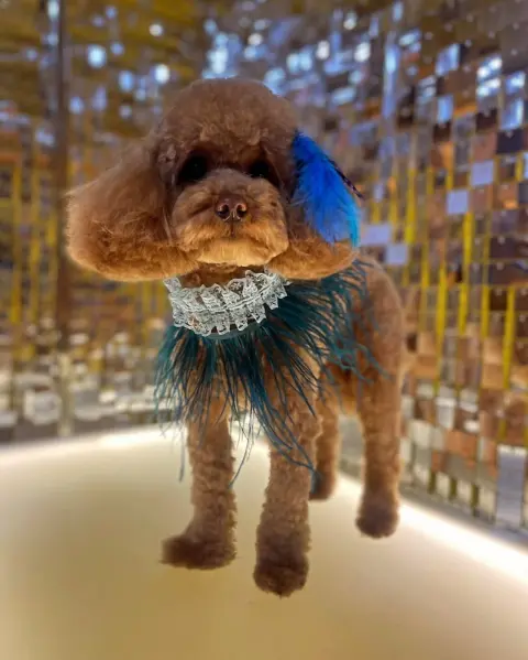 Sweet Pet Kuaförü ve Pet Kuaför Okulu fotoğraf 4