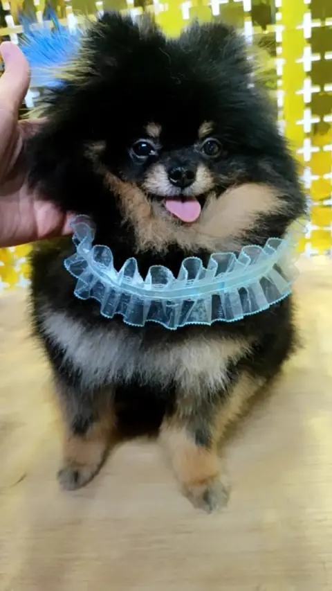 Sweet Pet Kuaförü ve Pet Kuaför Okulu fotoğraf 5