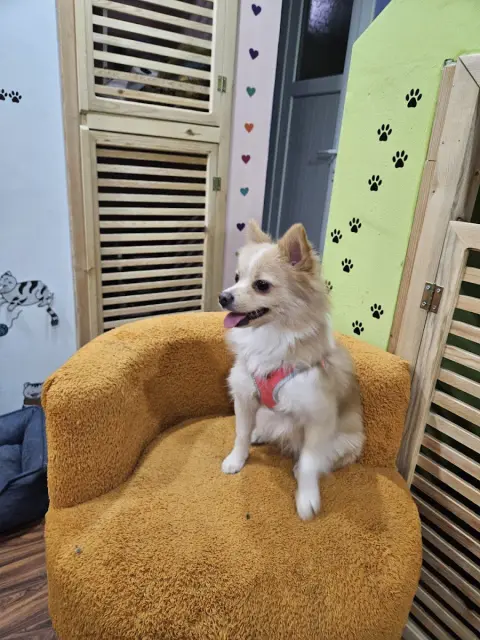 Pet Kuaförü fotoğraf 4