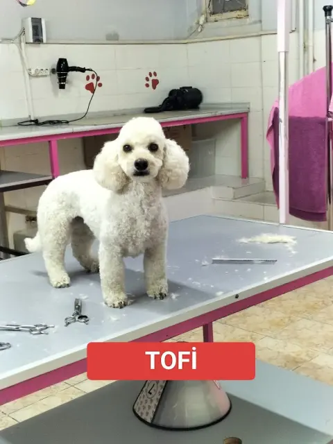 Paşam Petstore-Pet Kuaför-Kedi Oteli