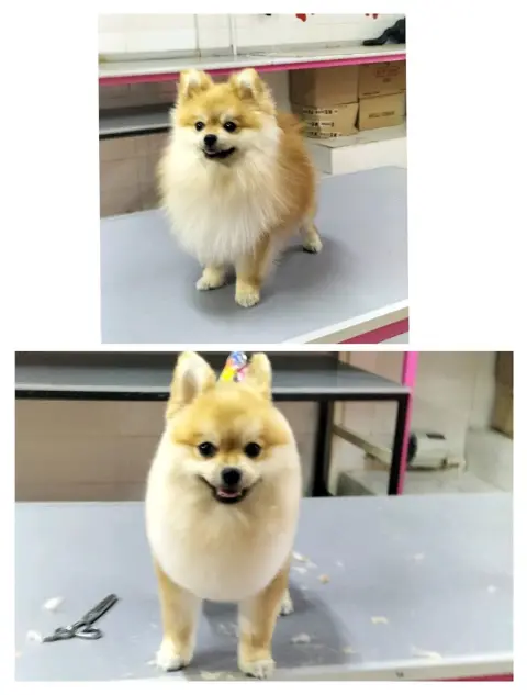 Paşam Petstore-Pet Kuaför-Kedi Oteli fotoğraf 2