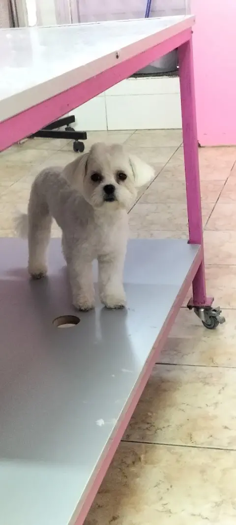 Paşam Petstore-Pet Kuaför-Kedi Oteli fotoğraf 3
