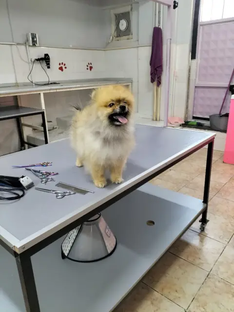 Paşam Petstore-Pet Kuaför-Kedi Oteli fotoğraf 4