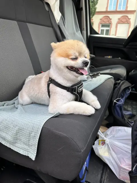 Pet Kuaför Ezgi fotoğraf 2