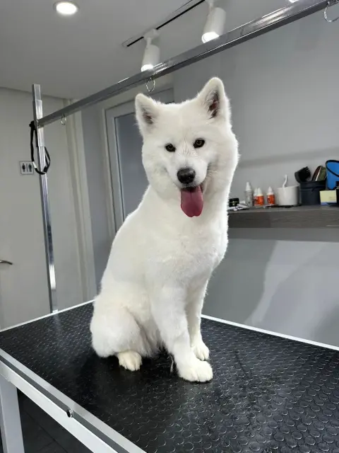 Pet Kuaför Ezgi fotoğraf 3