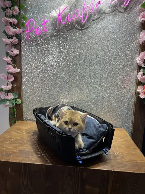 Pet Kuaför Ezgi fotoğraf 4