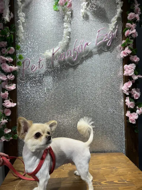 Pet Kuaför Ezgi fotoğraf 5