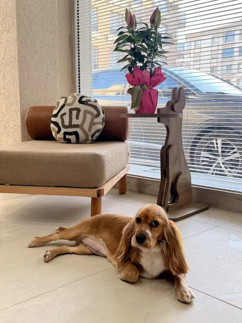 Liya Pet kuaför & Pet Butik fotoğraf 2