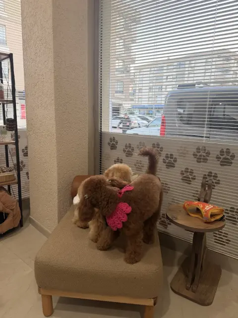 Liya Pet kuaför & Pet Butik fotoğraf 3