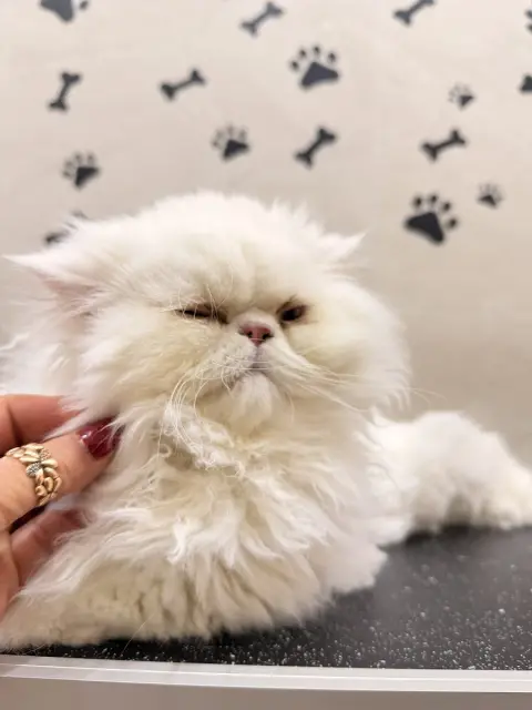 Liya Pet kuaför & Pet Butik fotoğraf 5