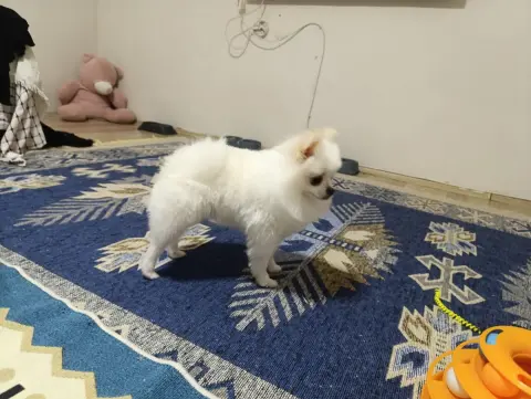 Tüyloji Pet Kuaför fotoğraf 2