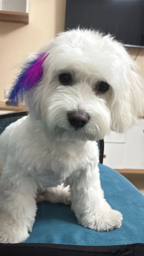 Tüyloji Pet Kuaför fotoğraf 3