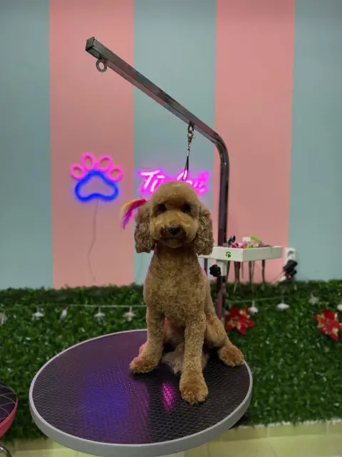 Tüyloji Pet Kuaför fotoğraf 5