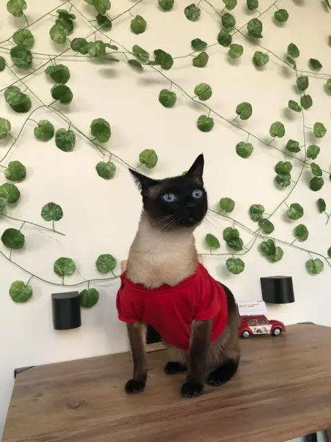 BİXİ Pet Kuaför ve Pet Market fotoğraf 4