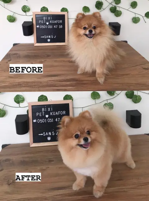 BİXİ Pet Kuaför ve Pet Market fotoğraf 5