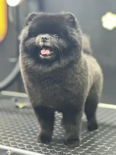 BLACK’S PET KUAFÖR PETSHOP fotoğraf 5