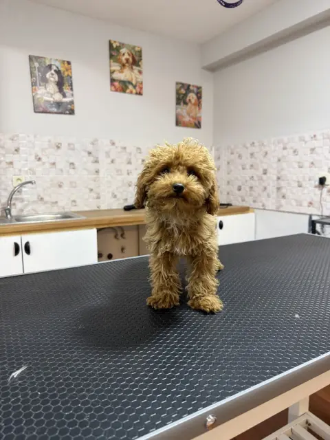 The Bark Grooming Co. Pet Kuaför & Pet Otel & Pet Kreş fotoğraf 4
