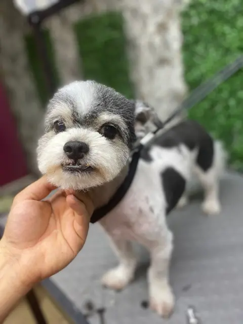 BAHÇELİEVLER PET PARK PET KUAFÖR / PETSHOP fotoğraf 2