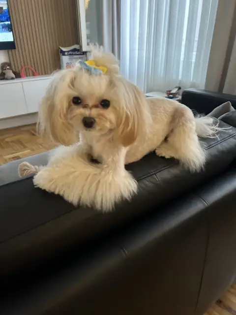 Moji Pet Kuaför fotoğraf 2