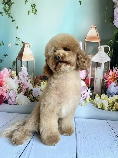 M Pet Kuaför Silivri fotoğraf 2