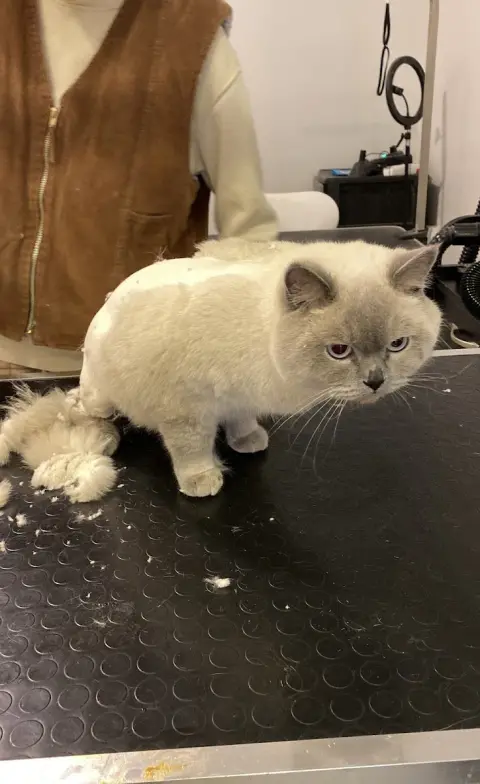 M Pet Kuaför Silivri fotoğraf 5