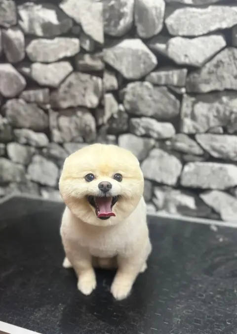 ARIN PET KUAFÖR 2 BAHÇELİEVLER | Anestezisiz Köpek Tıraşı | fotoğraf 2