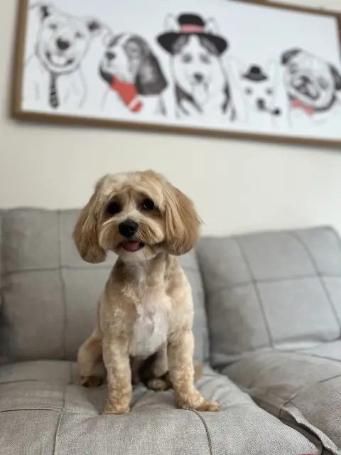 ARIN PET KUAFÖR 2 BAHÇELİEVLER | Anestezisiz Köpek Tıraşı | fotoğraf 3