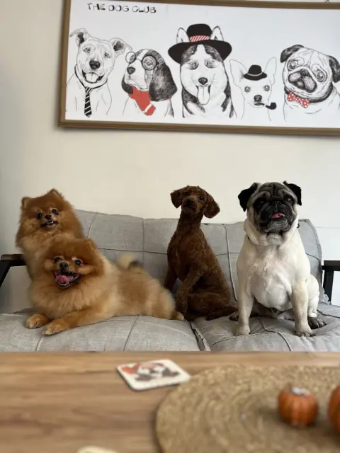 ARIN PET KUAFÖR 2 BAHÇELİEVLER | Anestezisiz Köpek Tıraşı | fotoğraf 4