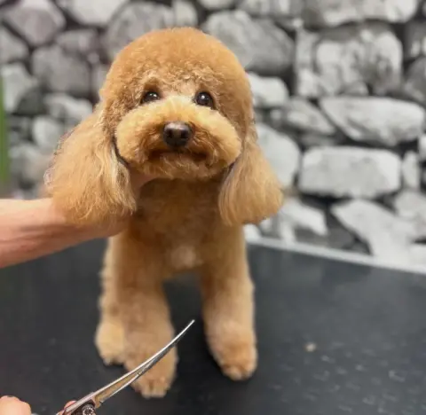 ARIN PET KUAFÖR 2 BAHÇELİEVLER | Anestezisiz Köpek Tıraşı | fotoğraf 5