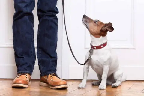 tahahan KÖPEK EĞİTİMİ evcil pet kuaförü EVCİL PET OTELİ İstanbul fotoğraf 2