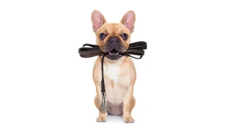 tahahan KÖPEK EĞİTİMİ evcil pet kuaförü EVCİL PET OTELİ İstanbul fotoğraf 3